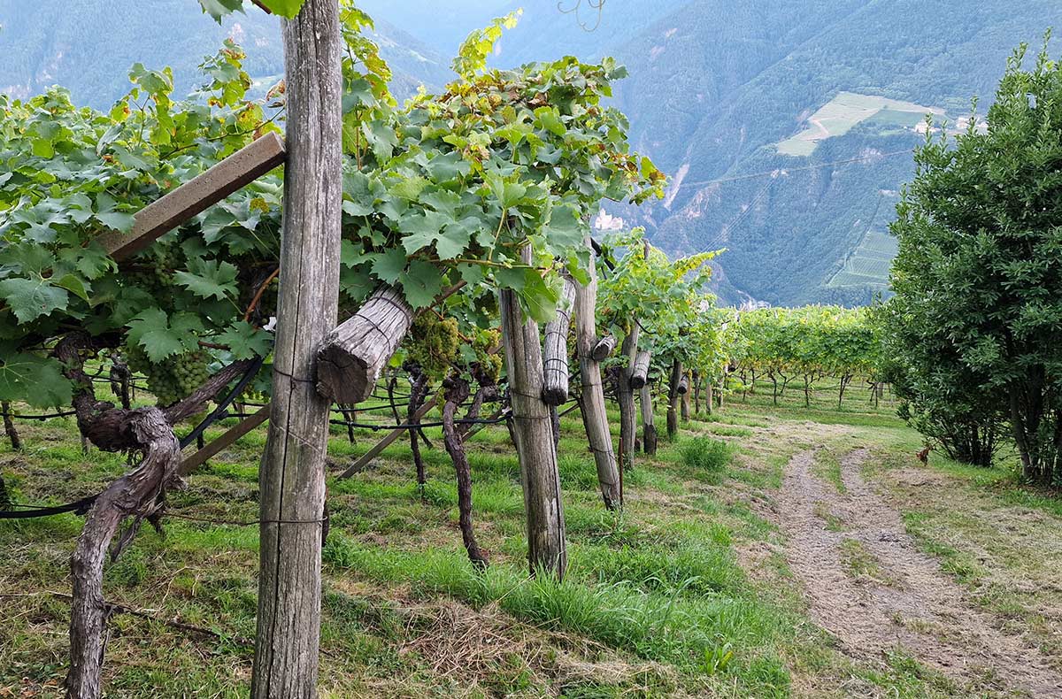 Alto Adige Wine Summit