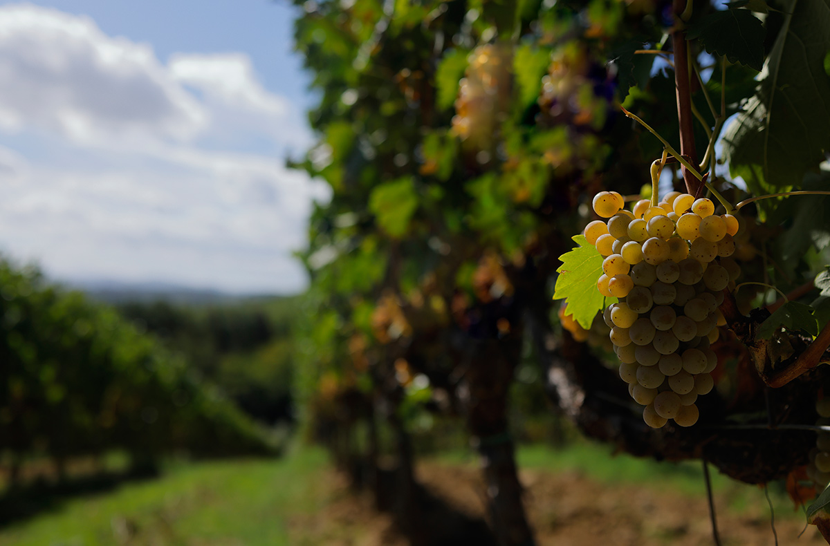 Anteprima Vernaccia di San Gimignano 2024