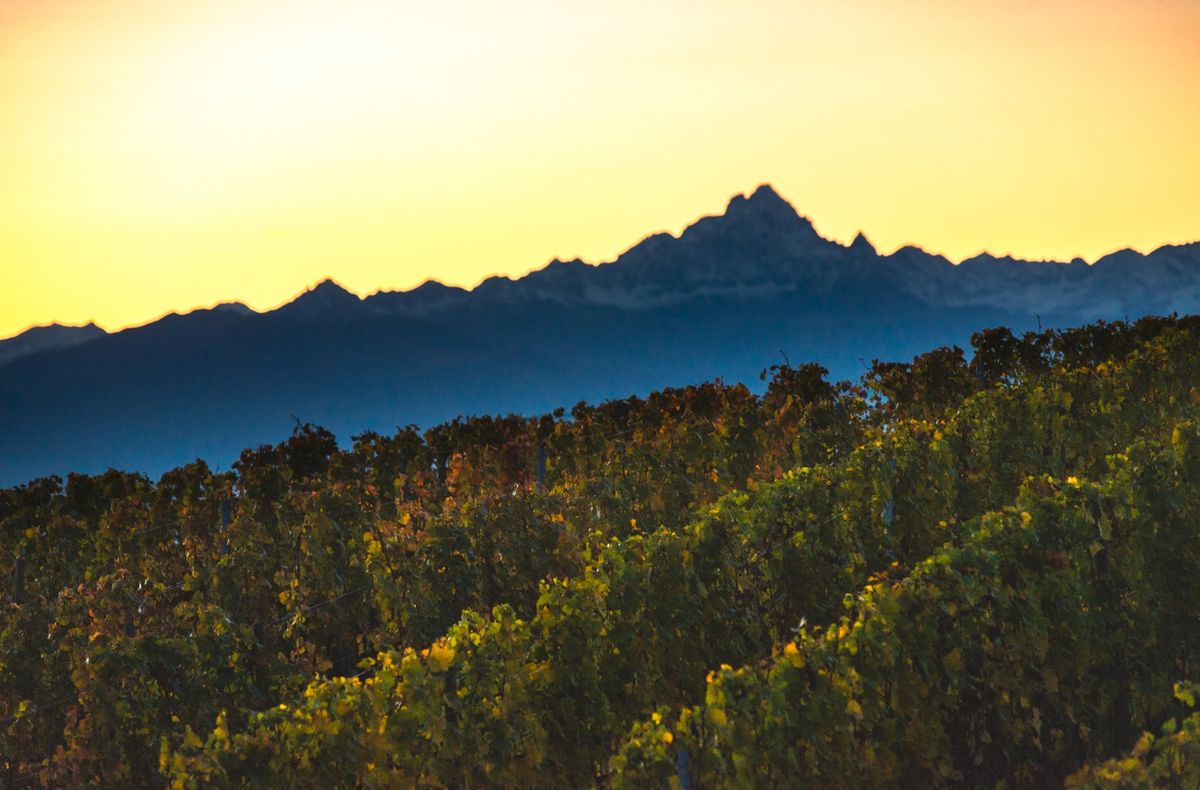 Vigneti di Nebbiolo nelle Langhe con gestione della chioma