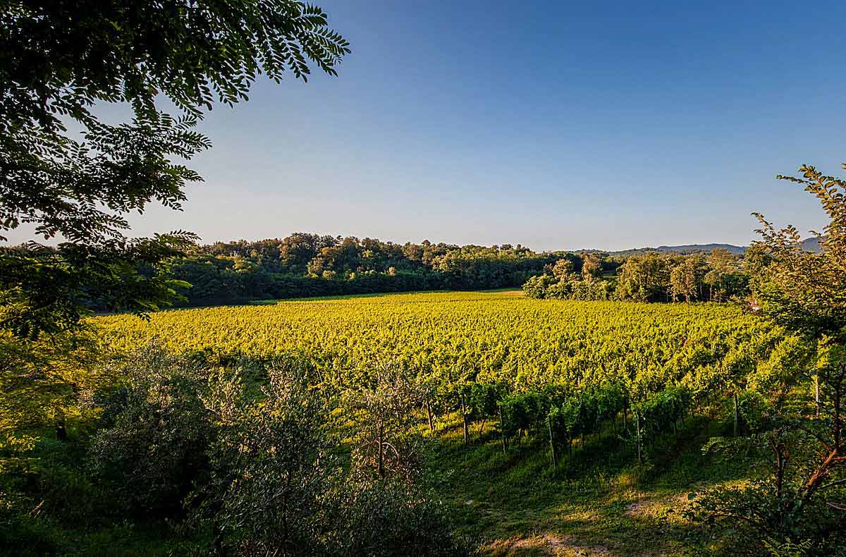 vigneti muratori franciacorta unità vocazionali