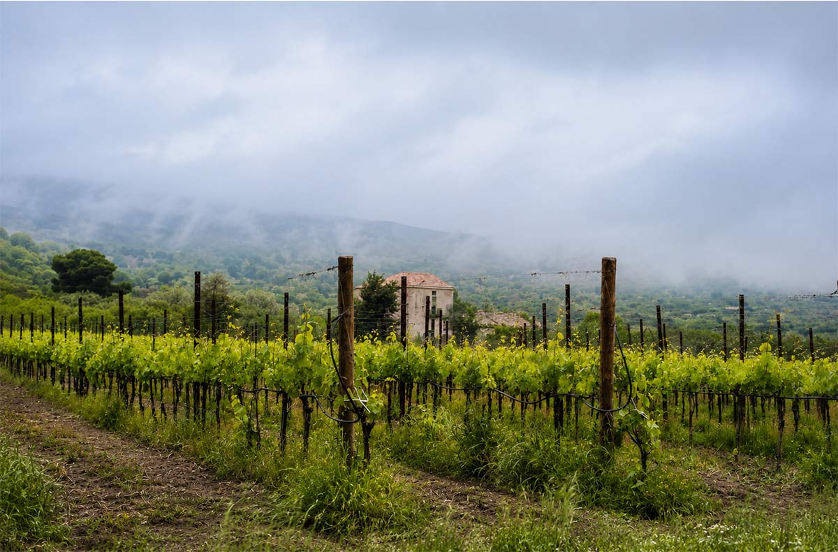 Vigneto di Contrada Arrigo con vista verso il mare