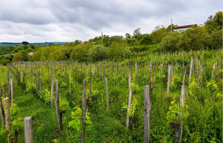 Vigneto di Contrada Borrigliona con antiche vigne di Nerello Mascalese a piede franco sull’Etna Nord